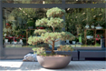 Bonsai